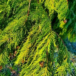 Fresh cut cypress branches